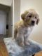 Golden Retriever Puppies for sale in West Palm Beach, FL, USA. price: NA