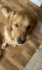 Golden Retriever Puppies for sale in 1511 Wales Ave, Maryville, TN 37804, USA. price: NA