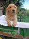 Golden Retriever Puppies for sale in Clinton, MO 64735, USA. price: $1,000