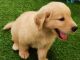 Golden Retriever Puppies for sale in Old Malakpet, Hyderabad, Telangana, India. price: 35000 INR