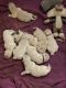Golden Retriever Puppies for sale in Wichita Falls, TX, USA. price: $1,500
