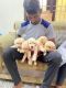 Golden Retriever Puppies for sale in Kolathur, Chennai, Tamil Nadu, India. price: 14000 INR