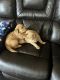 Golden Retriever Puppies for sale in Fairfield, CA, USA. price: $1,000
