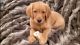 Golden Retriever Puppies for sale in Riverview, FL 33578, USA. price: $1,000