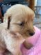 Golden Retriever Puppies for sale in Martinsville, VA 24112, USA. price: $2,500