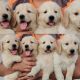 Golden Retriever Puppies for sale in Amritsar, Punjab, India. price: 15000 INR
