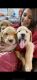 Golden Retriever Puppies for sale in Cranston, RI, USA. price: $1,495