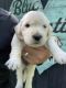 Golden Retriever Puppies for sale in Silver Spring, PA 17050, USA. price: $1,500