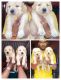 Golden Retriever Puppies for sale in Solapur, Maharashtra, India. price: 15000 INR