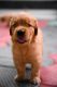Golden Retriever Puppies for sale in Edappal, Kerala, India. price: 20000 INR