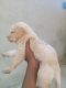 Golden Retriever Puppies for sale in Patiala, Punjab, India. price: 7000 INR
