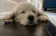 Golden Retriever Puppies for sale in Apex, NC, USA. price: NA