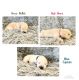 Golden Retriever Puppies for sale in Pfafftown, NC, USA. price: $1,800
