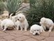 Golden Retriever Puppies for sale in Phoenix, AZ, USA. price: $2,000