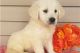 Golden Retriever Puppies for sale in Carrollton, TX, USA. price: $1,150