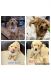 Golden Retriever Puppies for sale in Celina, TX, USA. price: $950