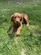 Golden Retriever Puppies for sale in Buford, GA, USA. price: $1,500