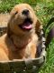 Golden Retriever Puppies for sale in State Rd, NC 28676, USA. price: $1,500