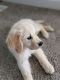 Golden Retriever Puppies for sale in Eagle Mountain, UT 84005, USA. price: $500