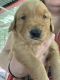 Golden Retriever Puppies for sale in Corinth, MS 38834, USA. price: $60,000