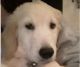 Golden Retriever Puppies for sale in Lakewood, CO, USA. price: $1,800