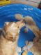 Golden Retriever Puppies for sale in Roanoke, AL 36274, USA. price: NA