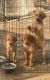 Golden Retriever Puppies for sale in Franklin, TN, USA. price: $1,000