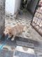 Golden Retriever Puppies for sale in Sangareddy, Telangana, India. price: 20000 INR