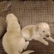 Golden Retriever Puppies for sale in Monroeville, OH 44847, USA. price: $750