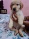 Golden Retriever Puppies for sale in Nellore, Andhra Pradesh, India. price: 25000 INR