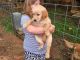 Golden Retriever Puppies for sale in Claremont, NC, USA. price: $500