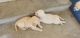 Golden Retriever Puppies for sale in Thousand Oaks, CA, USA. price: $2,500