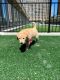 Golden Retriever Puppies for sale in Cleveland, OH, USA. price: $1,500