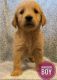 Golden Retriever Puppies for sale in Dolan Springs, AZ 86441, USA. price: NA