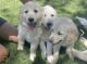 Golden Retriever Puppies for sale in Nephi, UT 84648, USA. price: $600