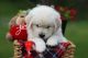Golden Retriever Puppies for sale in Ashburn, VA, USA. price: $2,500