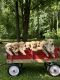 Golden Retriever Puppies for sale in New Baltimore, MI 48047, USA. price: $675