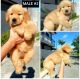 Golden Retriever Puppies for sale in San Francisco, CA, USA. price: $1,000