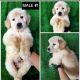 Golden Retriever Puppies for sale in San Francisco, CA, USA. price: $1,000