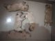 Golden Retriever Puppies for sale in Meerut, Uttar Pradesh, India. price: 18000 INR