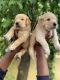 Golden Retriever Puppies for sale in Kumaraswamy Layout, Bengaluru, Karnataka 560078, India. price: 15000 INR