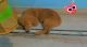 Golden Retriever Puppies for sale in Sector 10, Gurugram, Haryana 122001, India. price: 15000 INR