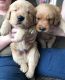 Golden Retriever Puppies for sale in Waterford, ME 04088, USA. price: $1,700