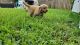Golden Retriever Puppies for sale in Fort Lauderdale, FL 33322, USA. price: $1,500