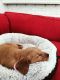 Golden Retriever Puppies for sale in 2825 S Diamond Bar Blvd, Diamond Bar, CA 91765, USA. price: $2,800