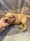 Golden Retriever Puppies for sale in Lynnwood, WA, USA. price: $1,100