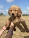 Golden Retriever Puppies for sale in Georgetown, TX, USA. price: $1,400