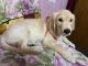 Golden Retriever Puppies for sale in McLeod St, Taltala, Kolkata, West Bengal, India. price: 16500 INR