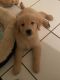 Golden Retriever Puppies for sale in Kissimmee, FL, USA. price: $250