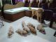 Golden Retriever Puppies for sale in Badlapur, Maharashtra, India. price: 23000 INR